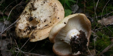 Hrastova prsa: fotografija i opis